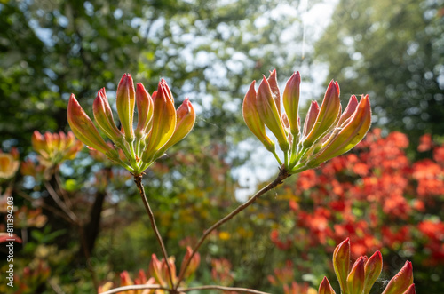 Rhododendron buds, growing on large rhododendron trees next to the lake in spring at Leonardslee Gardens, Horsham, West Sussex in the south of England.