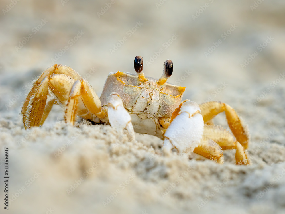 Atlantic ghost crab burying itself in the sand at the beach Atlantic ghost crab burying itself in the sand at the beach