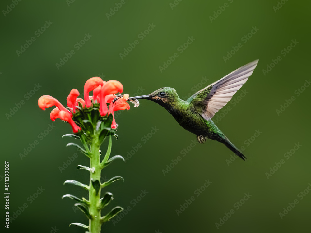 Fototapeta premium Black-throated Brilliant Hummingbird in flight collecting nectar from a red flower against green background