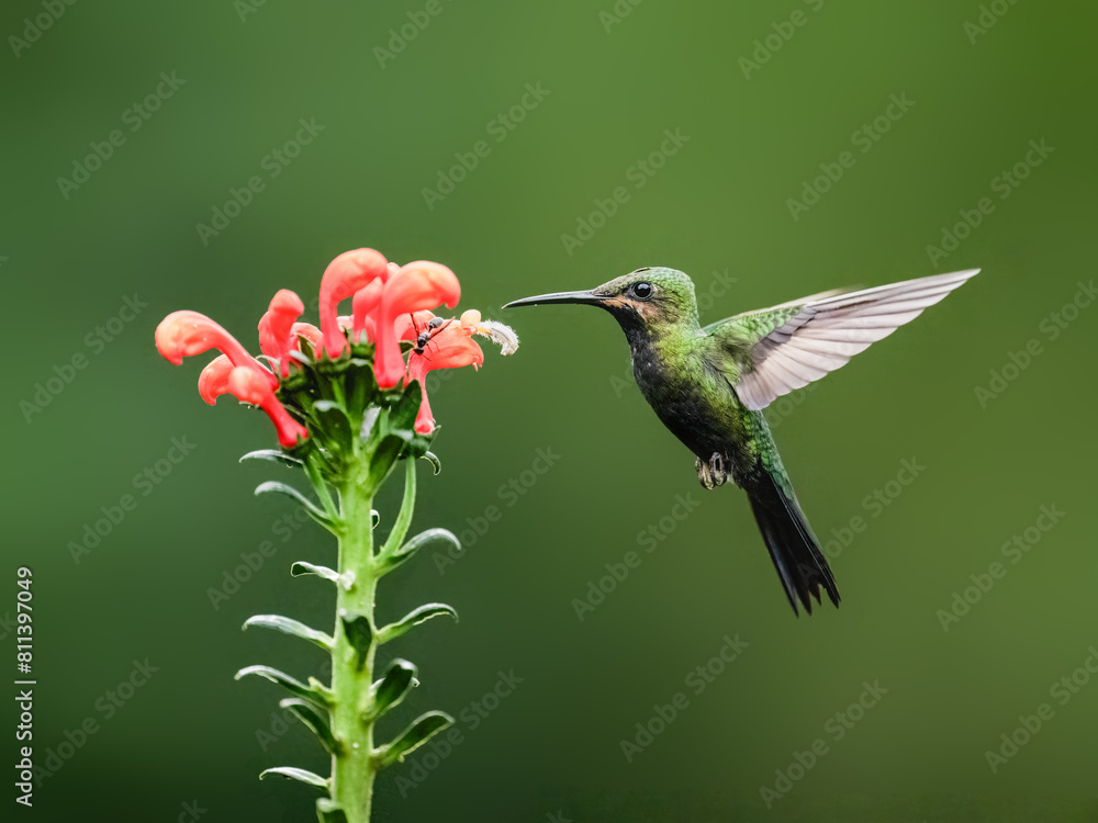 Fototapeta premium Black-throated Brilliant Hummingbird in flight collecting nectar from a red flower against green background