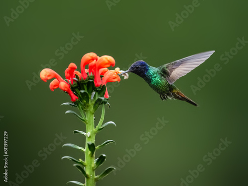 Golden-tailed Sapphire Hummingbird  in flight collecting nectar from a red  flower against  green background