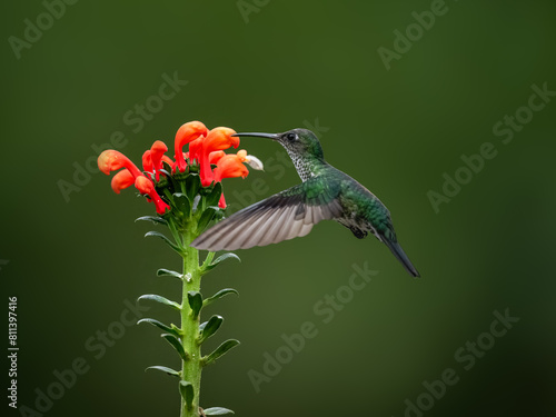 Many-spotted Hummingbird in flight collecting nectar from a red  flower against  green background