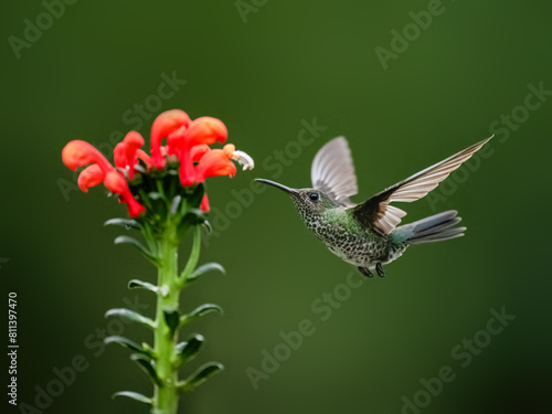 Many-spotted Hummingbird in flight collecting nectar from a red  flower against  green background