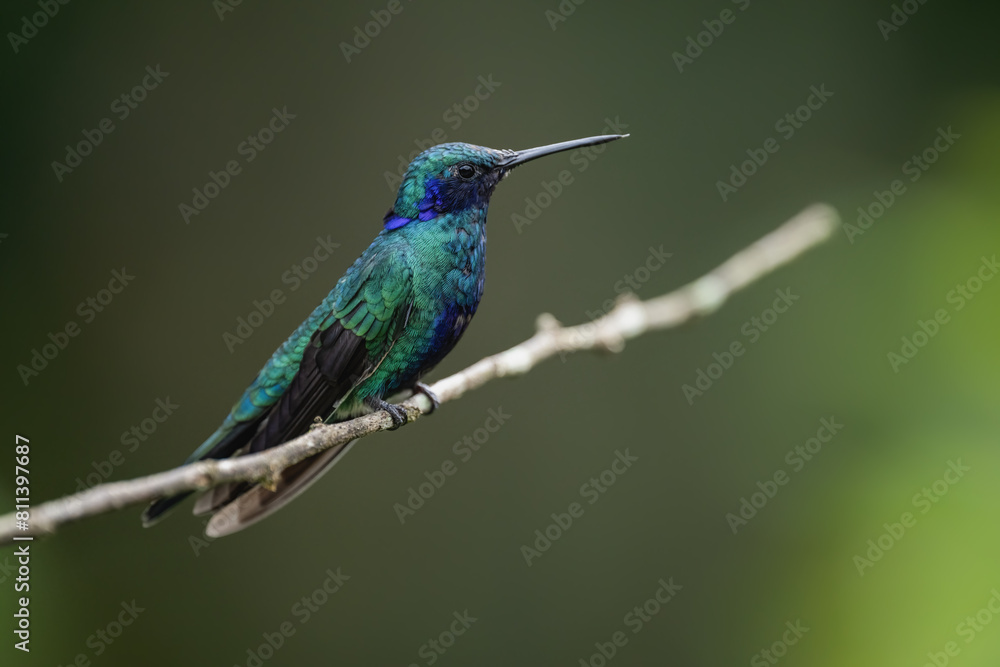 Sparkling Violetear Hummingbird on a stick against green background Sparkling Violetear Hummingbird on a stick against green background