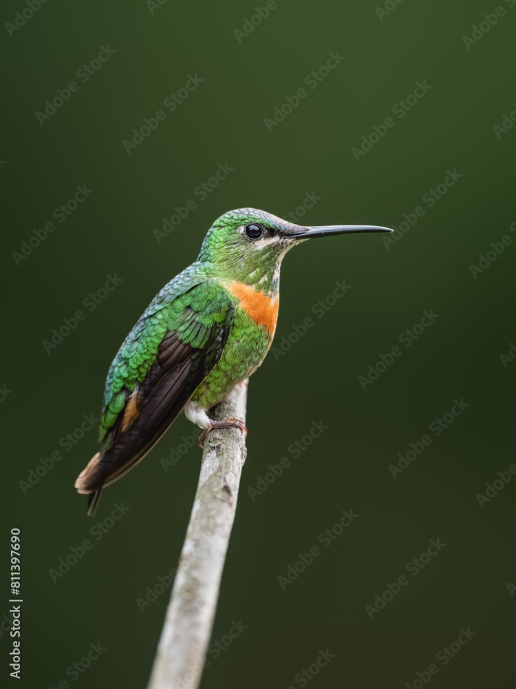 Fototapeta premium Gould's Jewelfront Hummingbird on a stick against green background