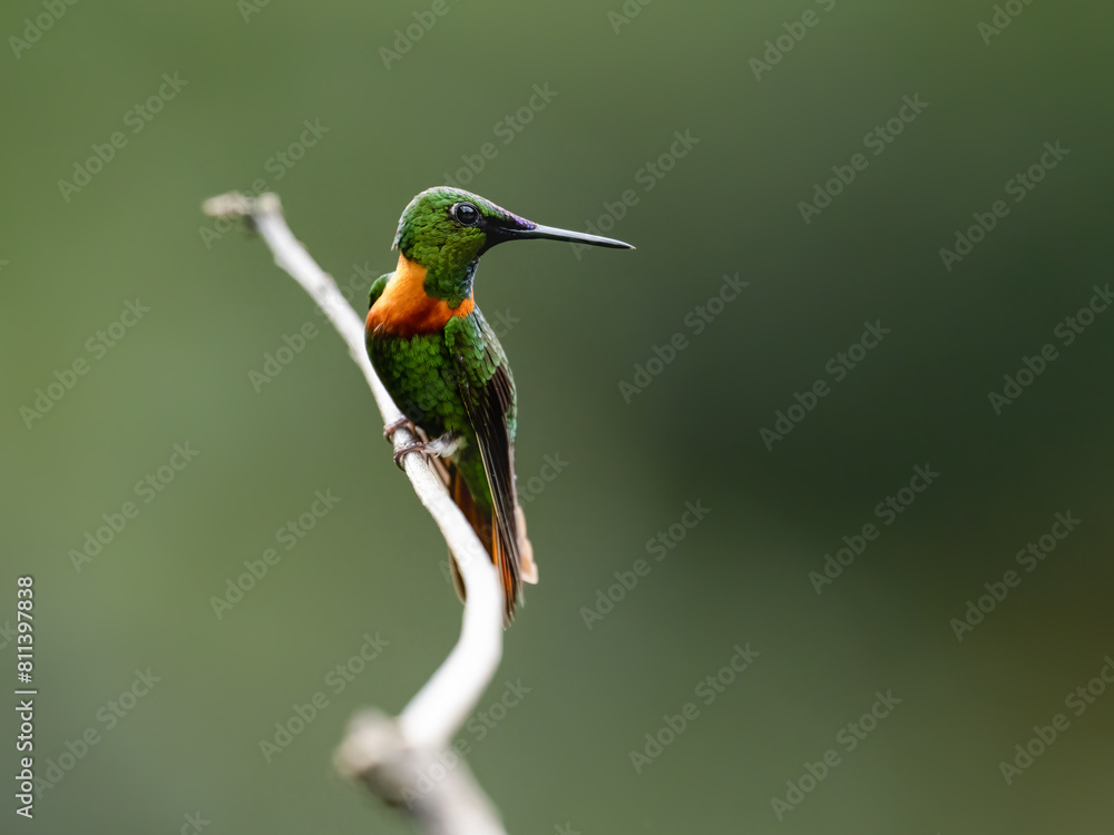 Fototapeta premium Gould's Jewelfront Hummingbird on a stick against green background