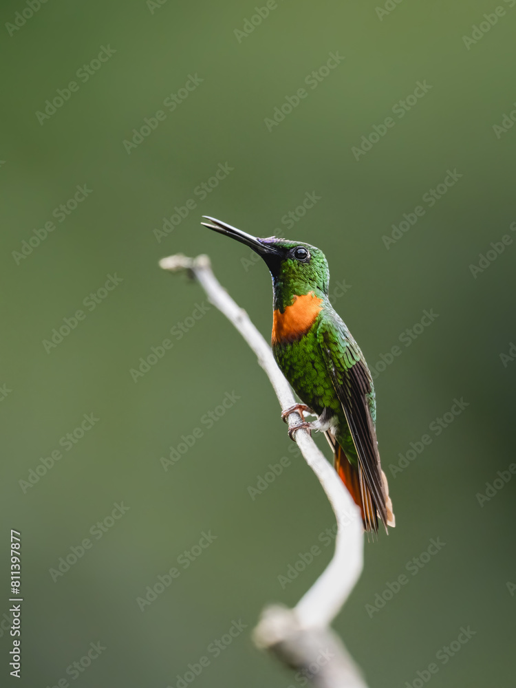 Fototapeta premium Gould's Jewelfront Hummingbird on a stick against green background