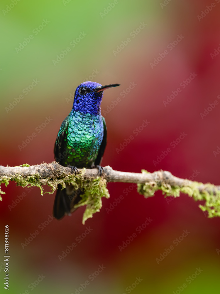 Fototapeta premium Golden-tailed Sapphire Hummingbird on mossy branch against red and green background