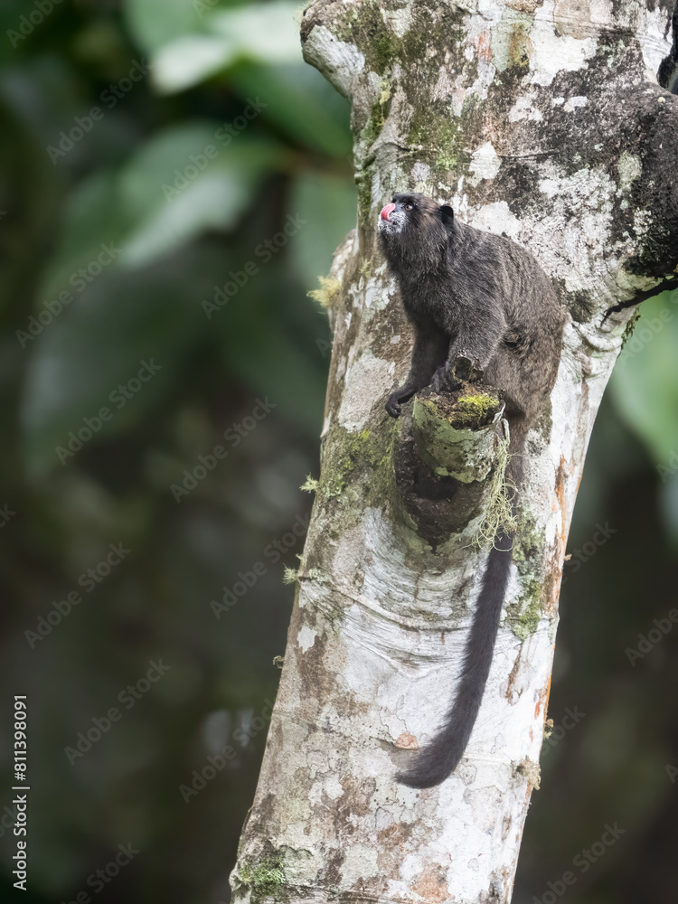 Obraz premium Napo Tamarin monkey sitting on tree branch in tropical forest