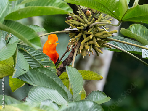 Andean Cock-of-the-rock with orange color feeding on fruits of cecropia photo