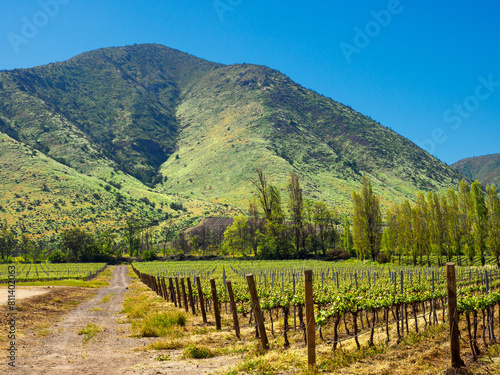 Winery, central Chile
