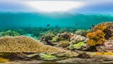 underwater panorama in a coral reef with colorful sealife