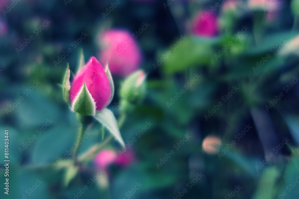 Obraz premium 薔薇のつぼみ