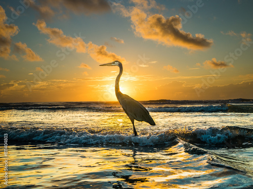 Great Blue Heron at the Cocoa Beach Pier along Florida's east coast shore.