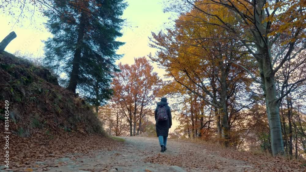 Autumn in the mountains. A girl, a hiker with a backpack, walks through the autumn forest in the Alps, Italy. Active lifestyle. Autumn mountain landscape where tree leaves display shades of red Autumn in the mountains. A girl, a hiker with a backpack, walks through the autumn forest in the Alps, Italy. Active lifestyle. Autumn mountain landscape where tree leaves display shades of red