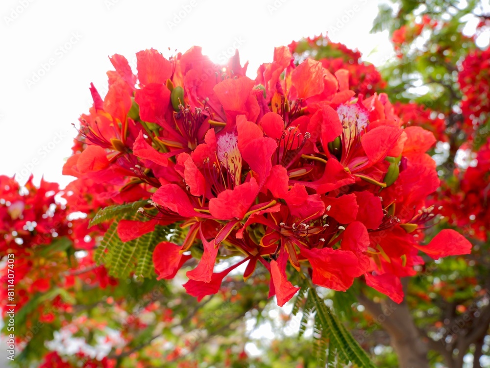 The flowers and beens of royal poinciana, flamboyant, phoenix flower, flame of the forest, or flame tree (Delonix regia), native to Madagascar; Tenerife , Atlantic Ocean, Canary Islands, Spain The flowers and beens of royal poinciana, flamboyant, phoenix flower, flame of the forest, or flame tree (Delonix regia), native to Madagascar; Tenerife , Atlantic Ocean, Canary Islands, Spain