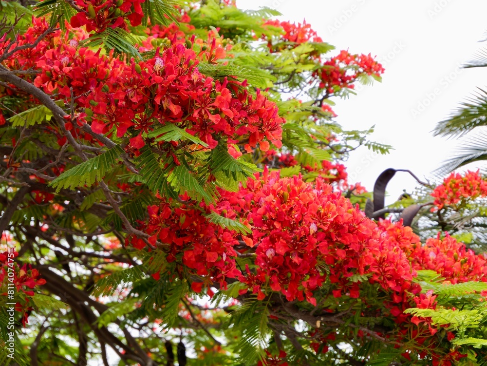 The flowers and beens of royal poinciana, flamboyant, phoenix flower