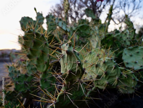 Canvastavla Opuntia tuna flowers, a cactus at sunset on the Tenerife coast at Punta Delioma,