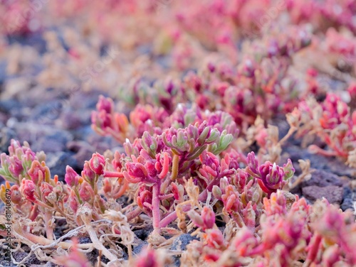 The slenderleaf iceplant (spanish: Cosco, barrilla, bastoncil), Mesembryanthemum nodiflorum at the Tenerife coast, Punta Delioma, Las Galletas, Arona, Atlantic Ocean, Canary Islands, Spain photo