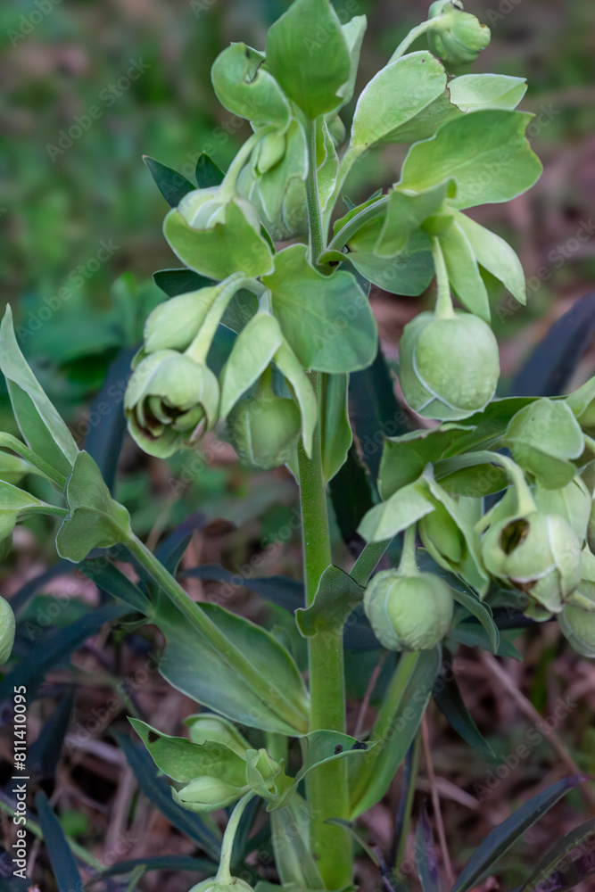 Obraz premium FLORES DE COLOR VERDE. PLANTA HELLEBORUS.