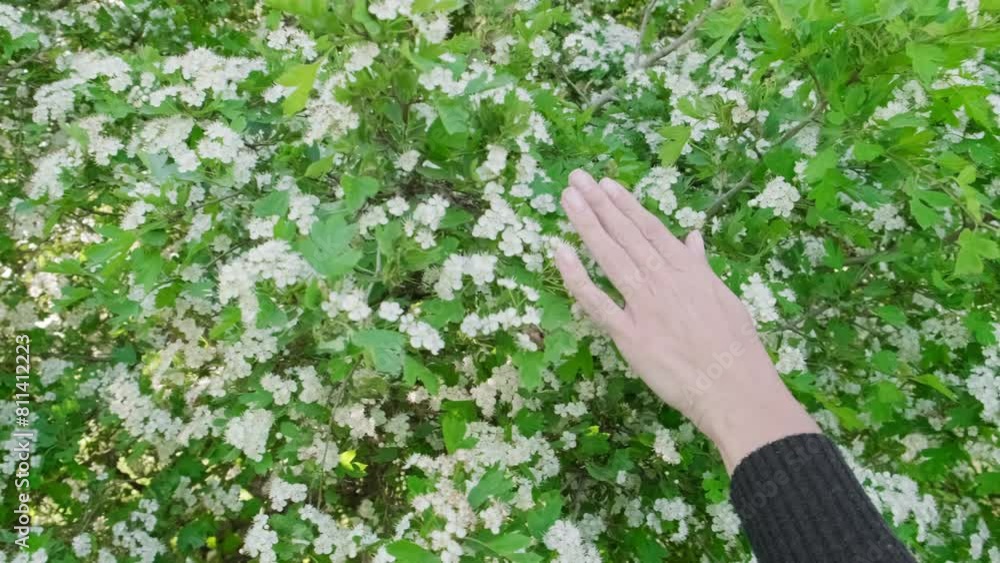 girl runs her hand over branches and white flowers of a flowering tree, slow motion
girl runs her hand over branches and white flowers of a flowering tree, slow motion