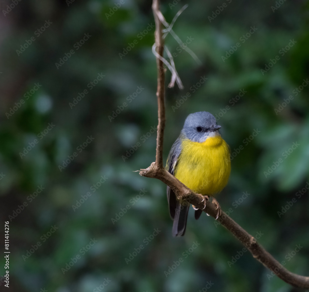 Obraz premium Eastern Yellow Robin, Queensland, Australia