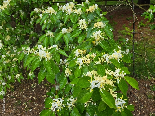 honeysuckle white flowers blossom in garden spring time