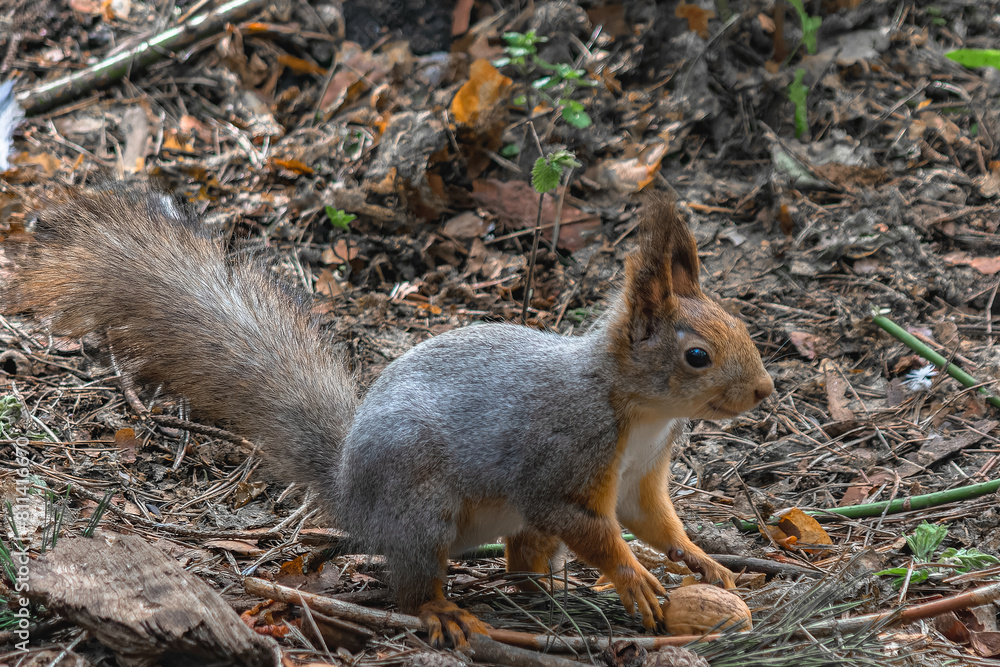 A forest squirrel running between trees in search of food A forest squirrel running between trees in search of food