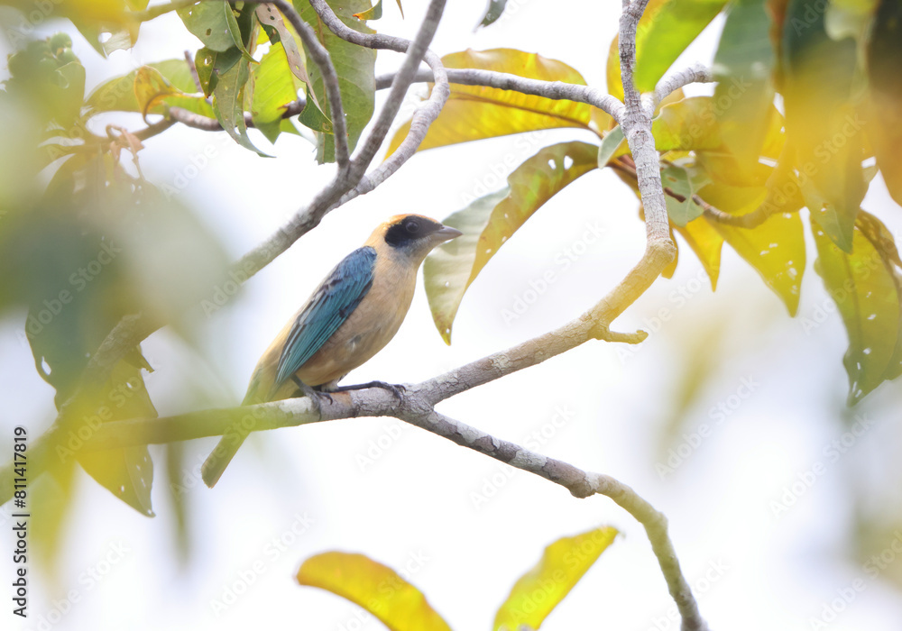 Fototapeta premium The burnished-buff tanager (Stilpnia cayana), also known as the rufous-crowned tanager, is a common South American species of bird in the family Thraupidae. This photo was taken in Colombia.
