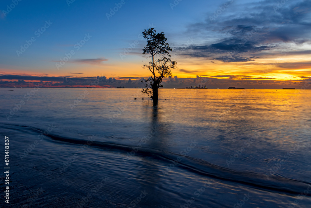 a lonely tree in the beach at sundown