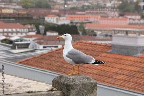 Porto travel destination view of seagull standing still in city landscape of Oporto- Portugal