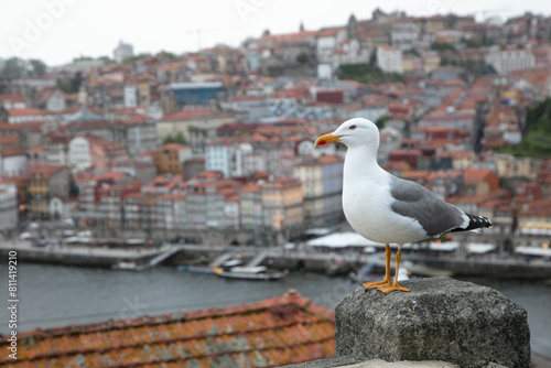 Porto travel destination view of seagull standing still in city landscape of Oporto- Portugal