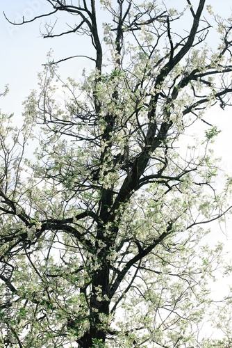 Blooming acacia tree in spring