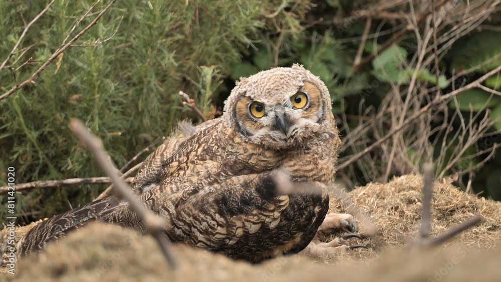 Young Great horned ((Bubo virginianus) owl in a nest on a hillside. Young Great horned ((Bubo virginianus) owl in a nest on a hillside.