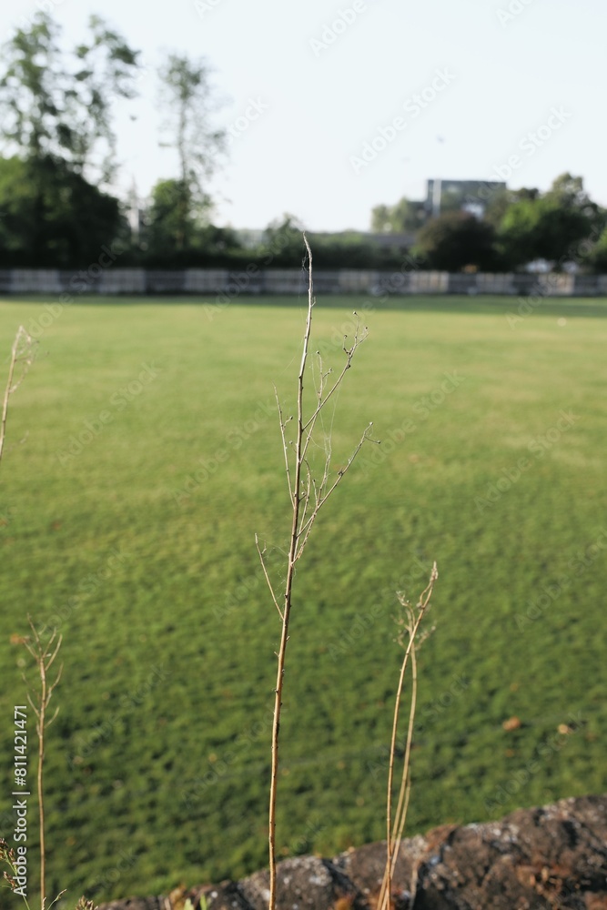 grass in the park