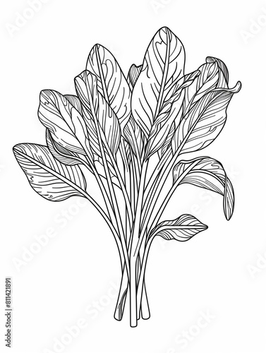 Black and white drawing of spinach leaves.