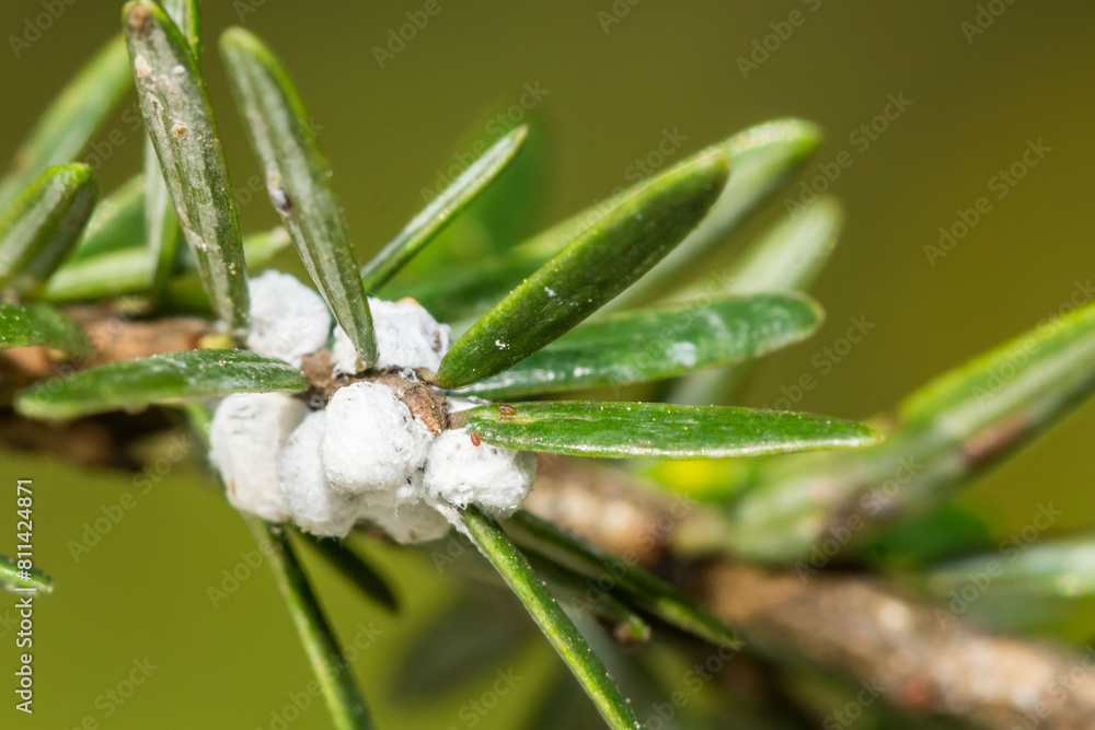 Hemlock Woolly Adelgid - Adelges tsugae Hemlock Woolly Adelgid - Adelges tsugae
