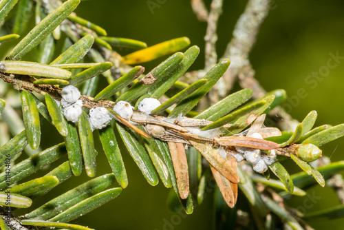 Fényképezés Hemlock Woolly Adelgid - Adelges tsugae