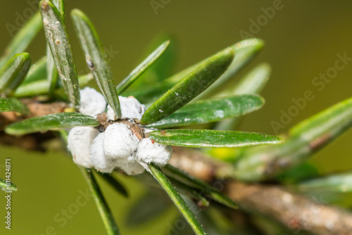 Hemlock Woolly Adelgid - Adelges tsugae photo