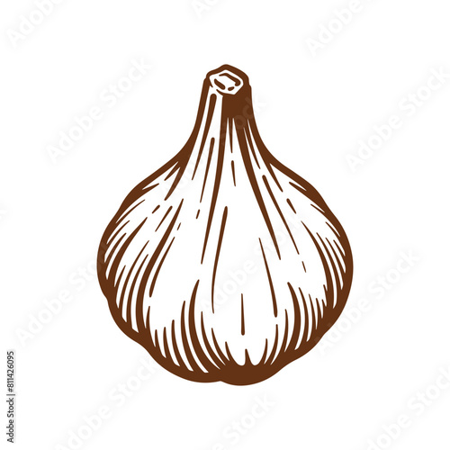 Garlic hand drawn illustration. Garlic vector line art
