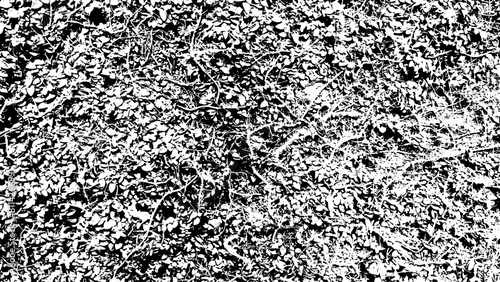 8-84. Vine grass texture effect - illustration. Old wall black and white vector texture with vines grown.