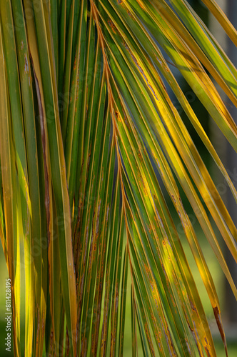 Green  Yellow  and Tan Palm Frond.