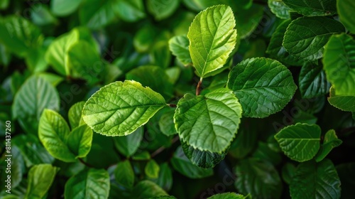 Fresh leaves on a tree