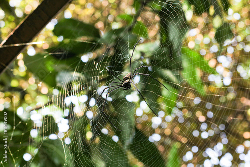 Spider Nephila Maculata, Gaint Long-jawed Orb-weaver in the net with blurred tree background. Insect Animal photo