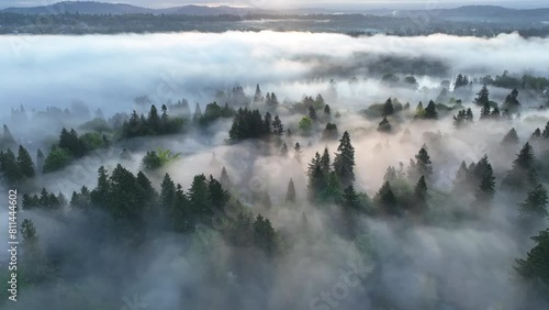 Early morning light illuminates fog drifting through trees in the beautiful Willamette Valley not far south of Portland, Oregon. photo