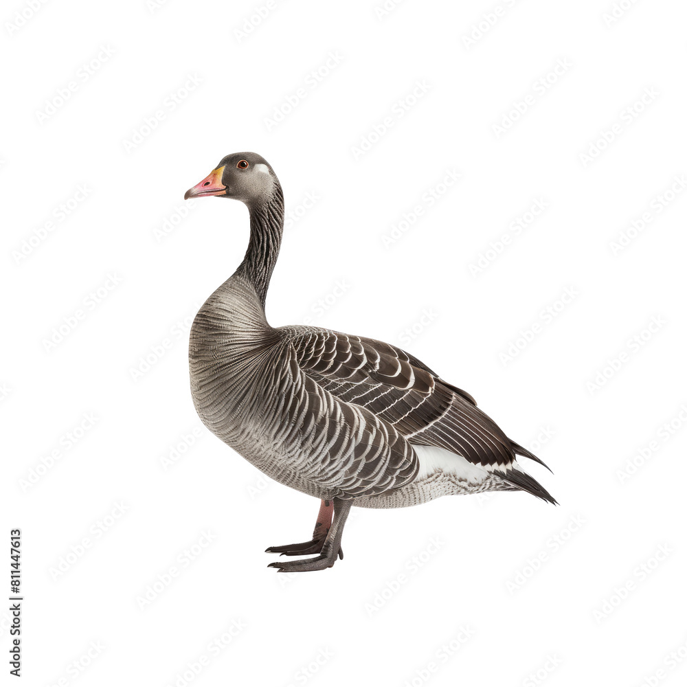 Goose, Isolated Transparent Background Images Goose, Isolated Transparent Background Images