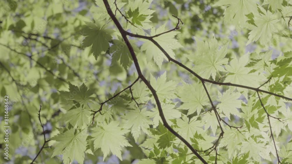 custom made wallpaper toronto digitalGreen maple leaves swaying in the. No color correction. For color grading Closeup. Early spring in Japan. S-Log. 30fps