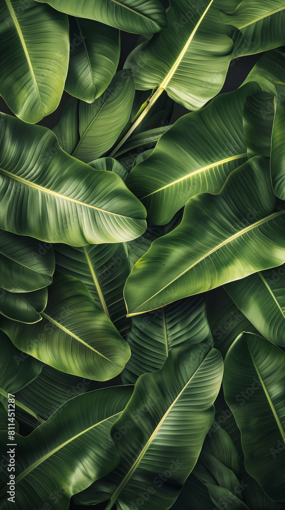 Fototapeta premium Banana Leaf Backdrop: Wide Shot of Numerous Leaves with Soft Shadows and Gentle Highlights. Calm and Soothing Green Tones, Perfect for Relaxing and Natural-Themed Settings