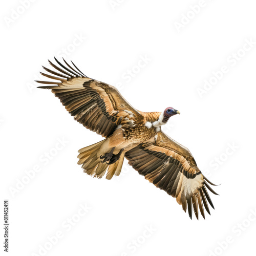 Vulture  Isolated Transparent Background Images