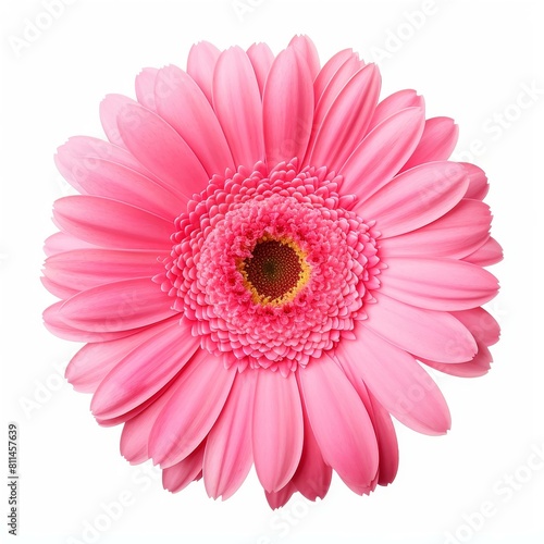 Closeup of a pink gerbera daisy on a stark white backdrop, Ai Generated